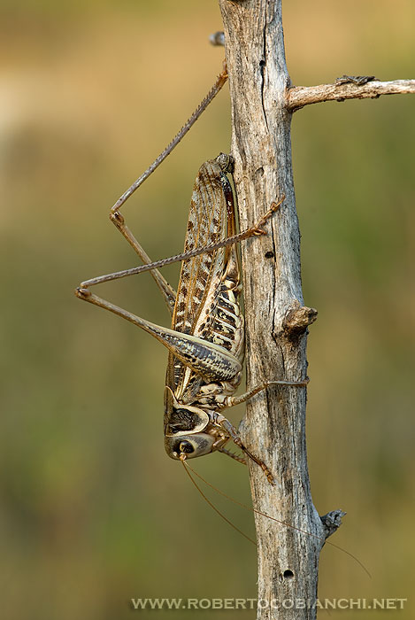 Decticus albifrons